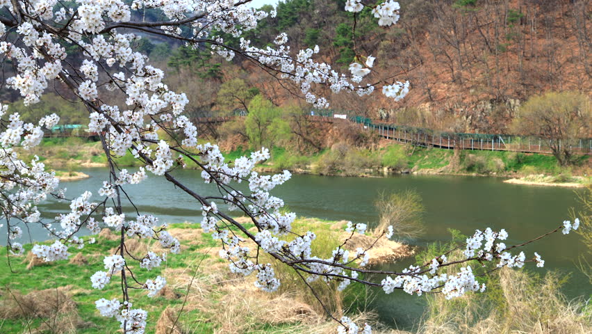 Ulsan City, South Korea - March 28th 2025: Branches of cherry blossoms stretch over the Taehwa River, with a riverside walkway weaving through the trees on the opposite bank.


