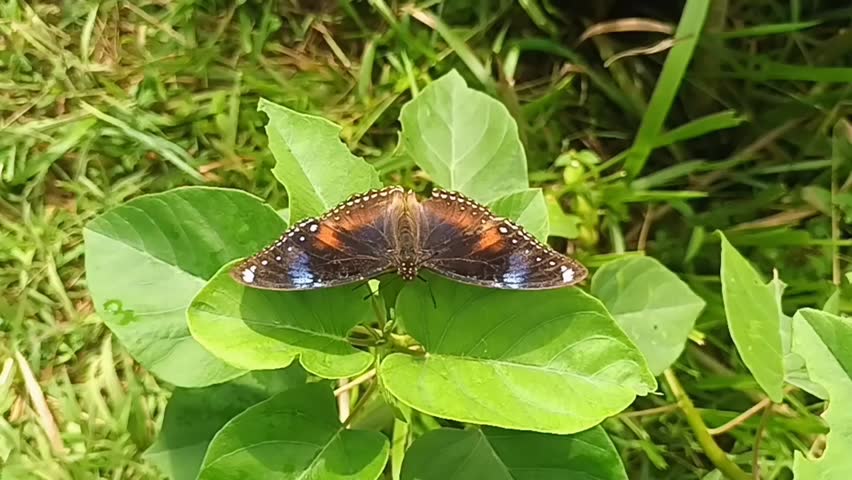 shows a butterfly with its wings wide open perched on the surface of green leaves. The butterfly