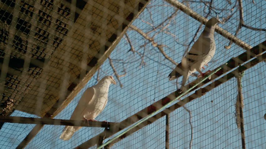 White and gray pigeons perching on metallic structure inside spacious aviary, representing domestic bird environment with calm architectural backdrop