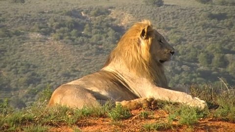 male lion and cub cuddling