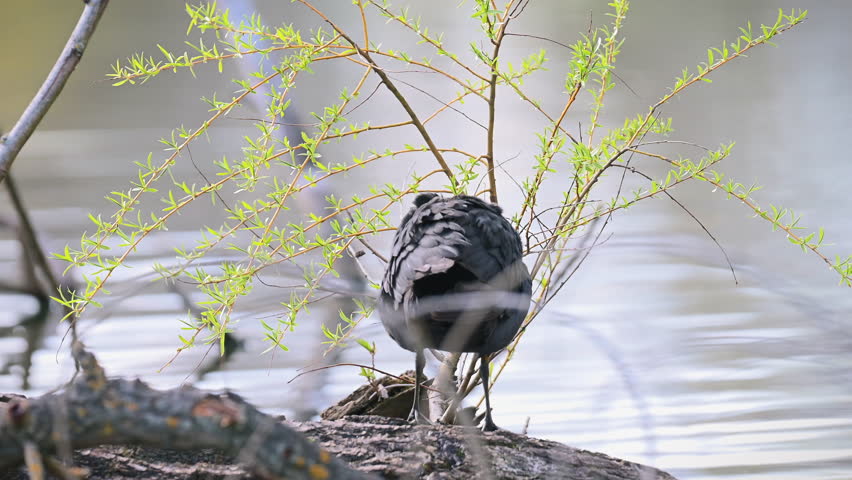 Eurasian coot cleaning itself on a tree trunk rear view