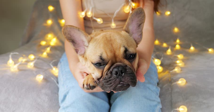 Close-up of an adorable French Bulldog puppy with big ears, dozing off in its owner's lap amid Christmas lights and a gentle holiday atmosphere. Cute doggy enjoys a peaceful nap, eyes closed