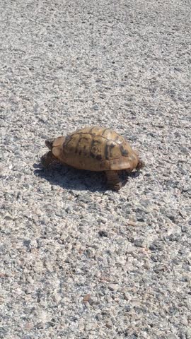 Turtle crawls across the road, on a bright sunny day, view from the side