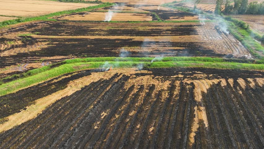Drone view reveals the environmental impact of agricultural burning, as smoke plumes rise from the striped landscape.
