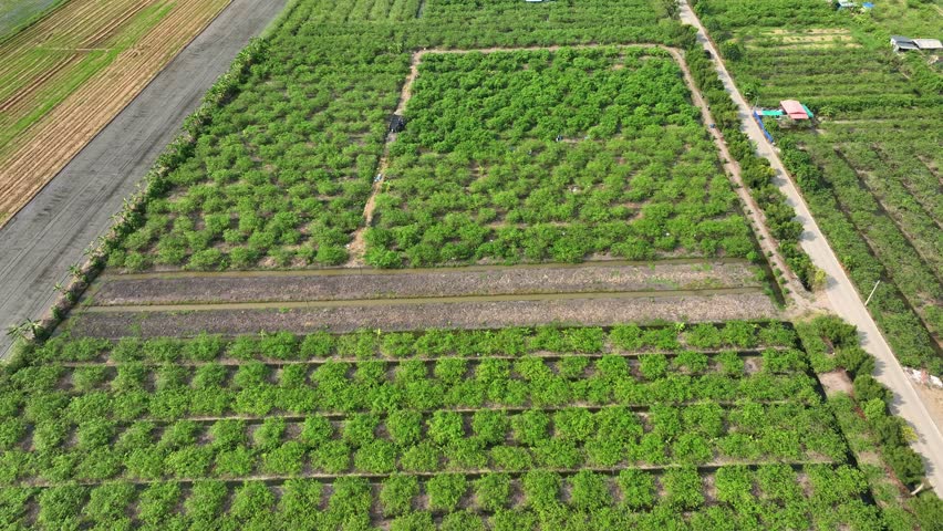 The aerial view shows perfectly spaced rows of crops, offering farmers a clear view of their land for monitoring and optimizing irrigation, pest control, and harvest planning.
