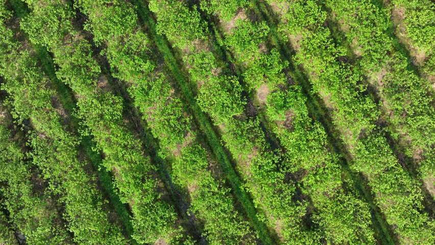 The precision of farming in action, where neatly planted rows of crops stretch across the land, reflecting the hard work and organization needed to optimize agricultural productivity. Drone view.
