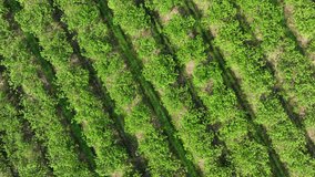 The precision of farming in action, where neatly planted rows of crops stretch across the land, reflecting the hard work and organization needed to optimize agricultural productivity. Drone view.
 - Powered by Shutterstock - Get 15% off with code: PIKWIZARD15