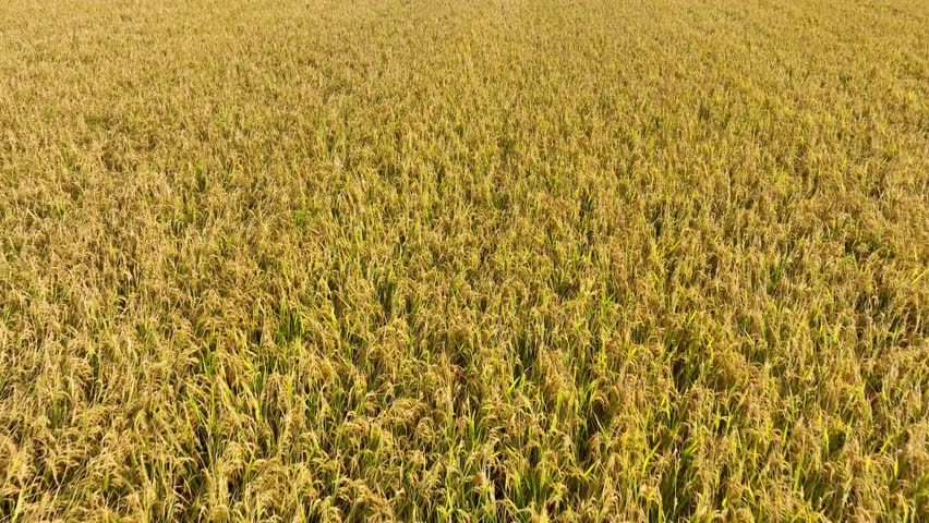 The rice field, captured from above, reflects the changes in the agricultural cycle, with ripe, golden rice indicating the end of a growing season and the beginning of harvest.
