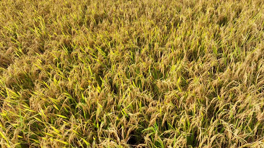 The aerial view captures the dense, mature rice plants, demonstrating the efficiency of modern farming techniques in producing high yields for local and global markets.
