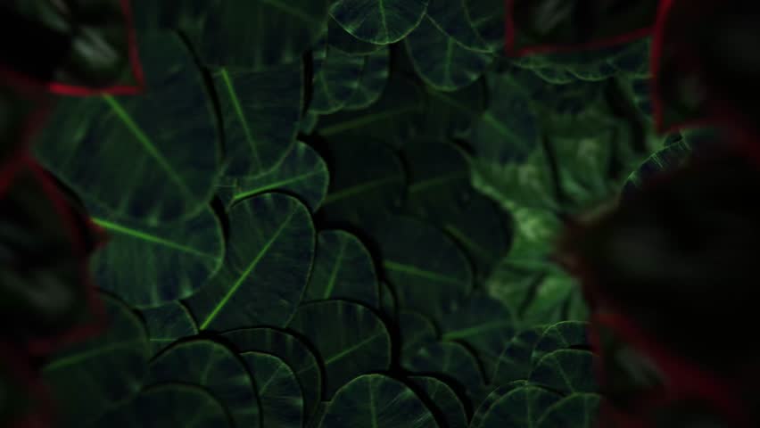 Forest Leaves Tunnel - Seamless Loop - Powered by Shutterstock - Get 15% off with code: PIKWIZARD15