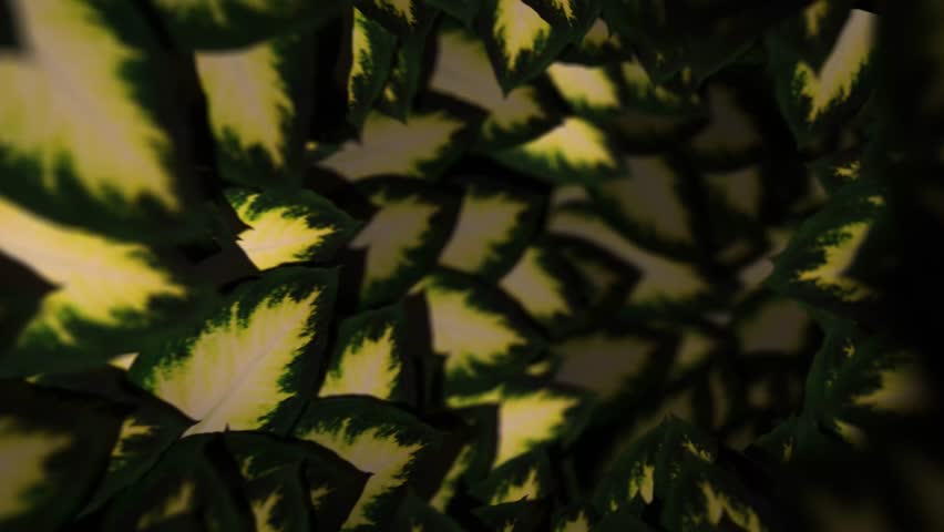 Enchanted Foliage Tunnel – Looping Background - Powered by Shutterstock - Get 15% off with code: PIKWIZARD15