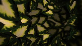 Enchanted Foliage Tunnel – Looping Background - Powered by Shutterstock - Get 15% off with code: PIKWIZARD15