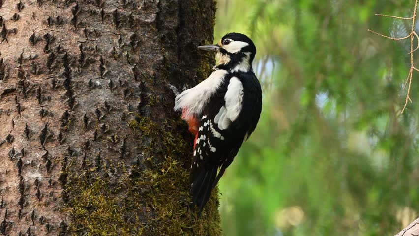 Great spotted woodpecker perches on tree trunk and grooms feathers with its beak. Calm spring forest scene with detailed self care behavior
