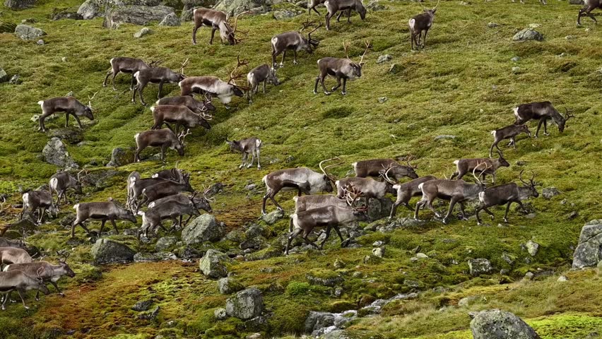 Reindeer herd grazing on sparse alpine vegetation while slowly ascending mountain in Norway