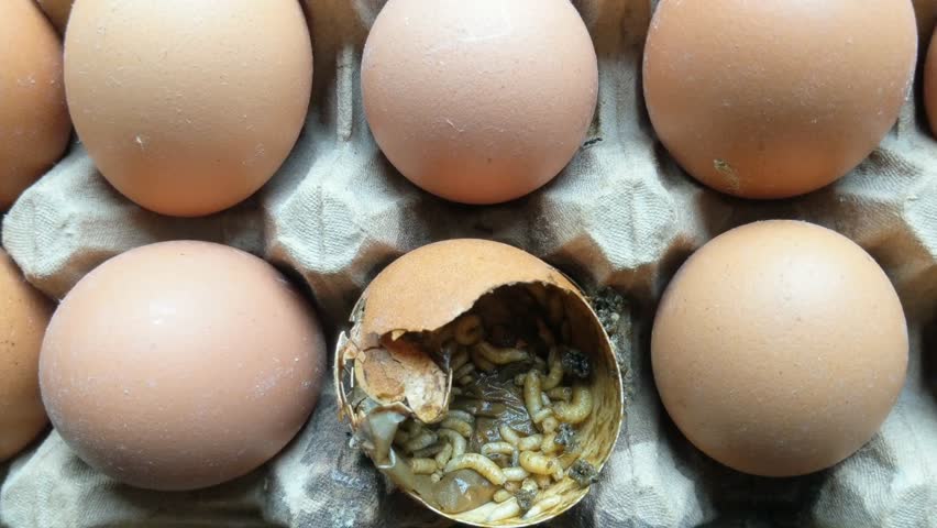 Maggots on chicken egg shells in the nest