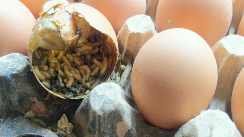 Maggots on chicken egg shells in the nest
