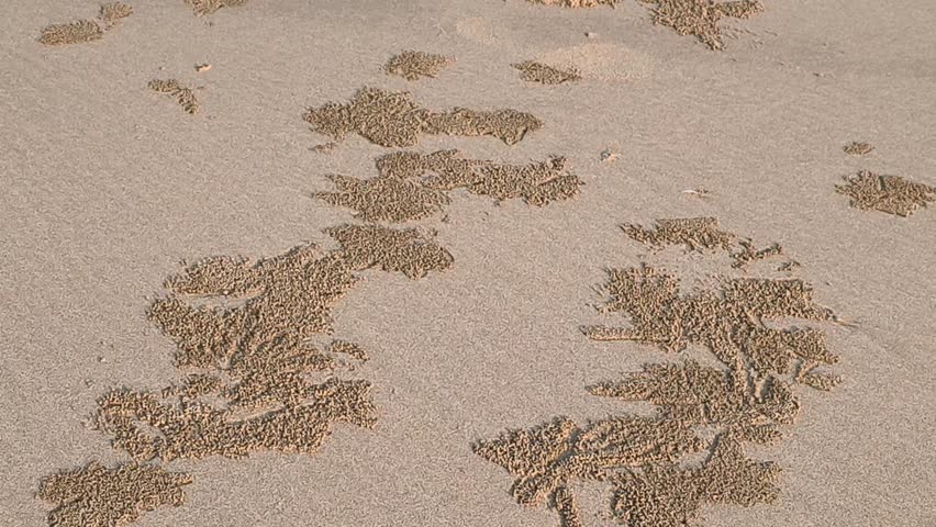 Crab holes on the beach