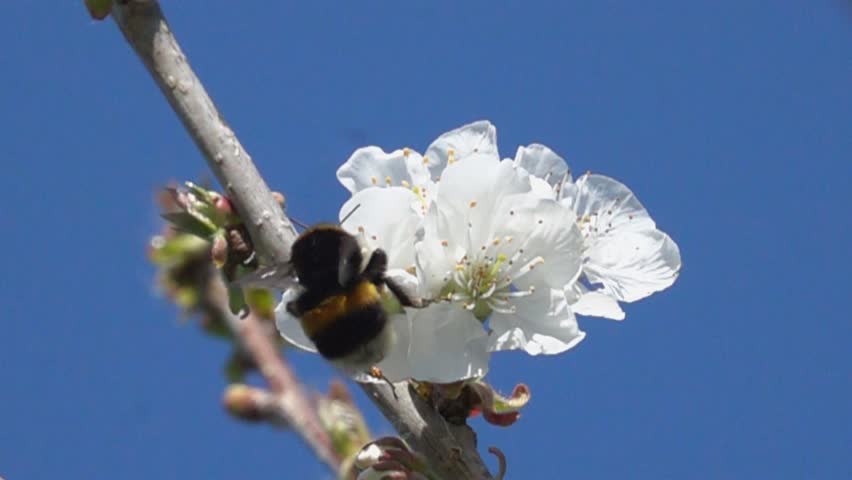 Bumblebee. White flower. Plum blossom. Super slow motion