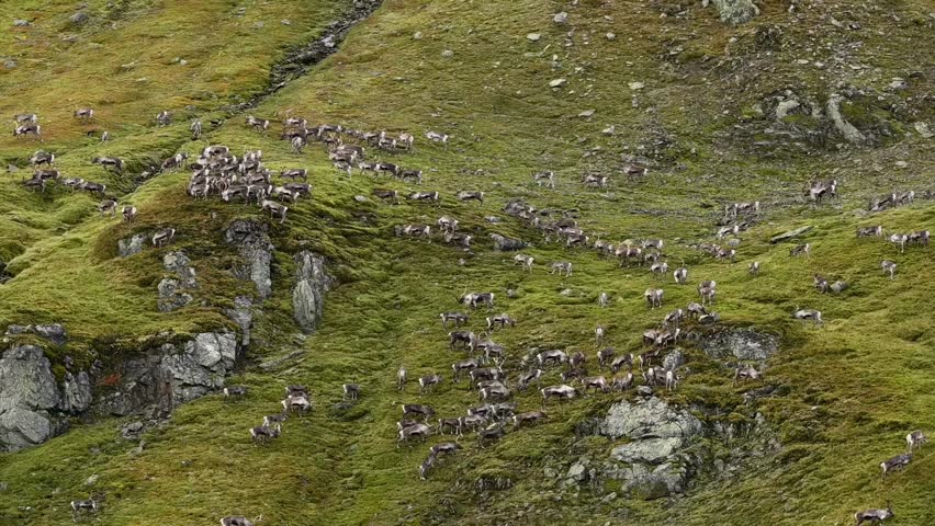 Huge heard of reindeer, or caribou, migrating across Norwegian mountainside, high angle establishing view.