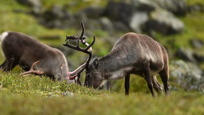 Reindeer grazing on grassy hillside, antler velvet beginning to shed in summer, close up handheld