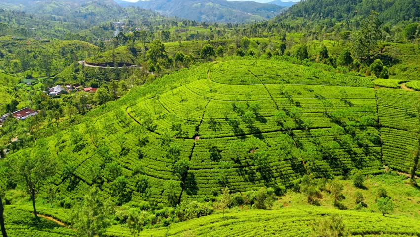 Breathtaking aerial drone footage soaring over the lush tea fields of Nuwara Eliya, Sri Lanka.