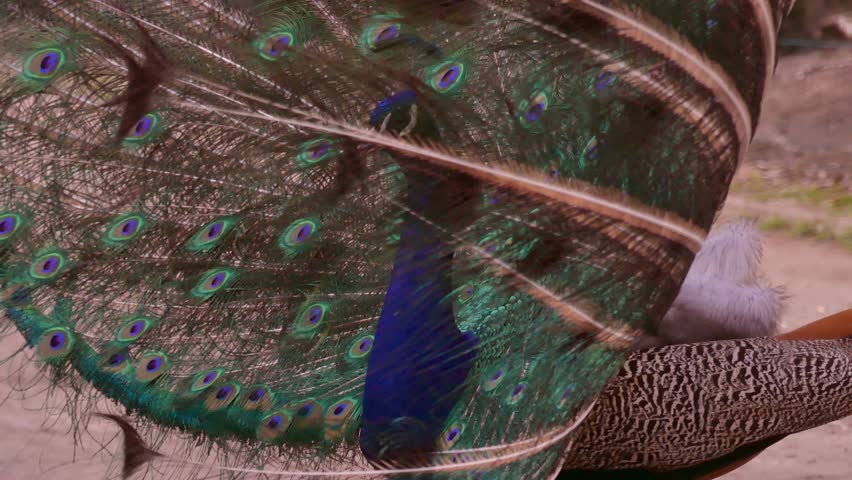 The Indian peafowl (Pavo cristatus) spread his tail