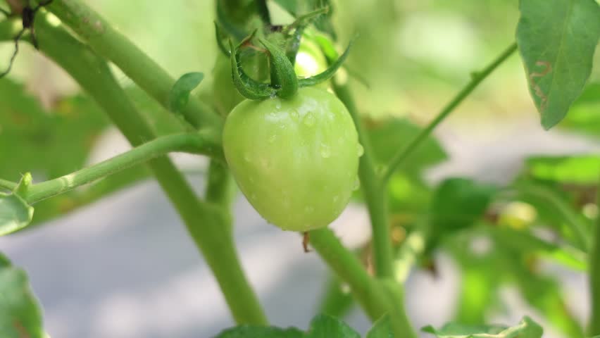 Close-up of Fresh Green Tomatoes on the Vine