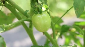 Close-up of Fresh Green Tomatoes on the Vine - Powered by Shutterstock - Get 15% off with code: PIKWIZARD15