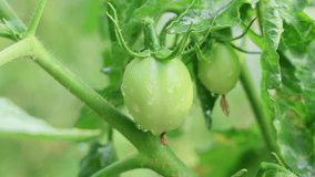 Close-up of Fresh Green Tomatoes on the Vine - Powered by Shutterstock - Get 15% off with code: PIKWIZARD15