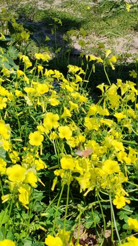 yellow flowers and butterflies on the seashore
