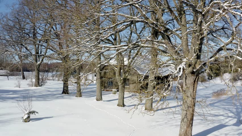 Aerial drone view through large trees revealing historic wooden family home nestled in peaceful countryside landscape on a sunny winter day. Winter in rural area.
