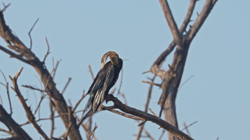 Snakebird, water turkey, Anhinga anhinga. Single anhinga bird perched on the tree branch, preening, keoladeo bird sanctuary, India.