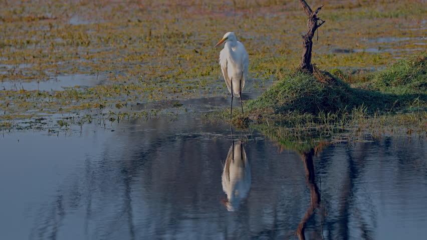 In the morning sunlight eastern great egret standing and foraging in the marsh, beauty in nature, keoladeo bird sanctuary, India.