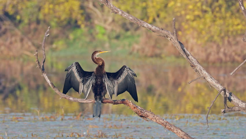 Snakebird anhinga perched on the tree branch, looking for food, near Lakeshore in keoladeo bird sanctuary, India.
