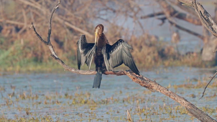Anhinga anhinga, american darter, snakebird. An anhinga bird sitting on the tree branch and preening, keoladeo bird sanctuary, India.