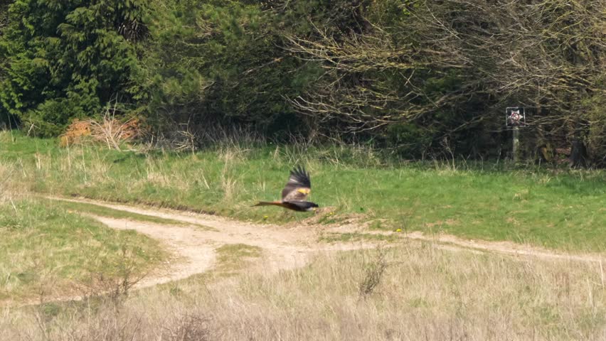 a wild red kite (Milvus milvus) flying low over meadow and near woodland in a stiff breeze
