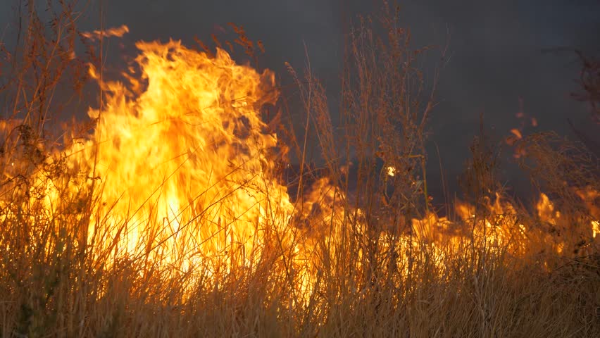 Red high flame of fire closeup. Flame of fire burns everything in its path. Fire is destroying nature. Climate emergency. Natural disaster. Climate change. Global warming. Epic big fire in nature park
