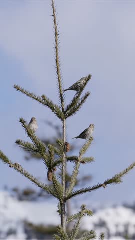Pine Siskins Perched on a Fir Branch in Squamish, BC