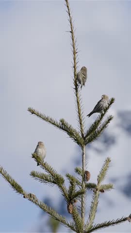 Four Pine Siskins Perched on a Branch of a Pine Tree in Squamish, BC