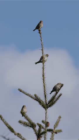Four Pine Siskins Perched on a Pine Tree Branch Against a Blue Sky With White Clouds