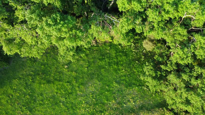 River landscape, Aerial View of reflection of forest trees and beautiful blue sky and clouds in the river, calm river lake, relaxation in nature in spring evening in jungles of Africa, Jijel Algeria.