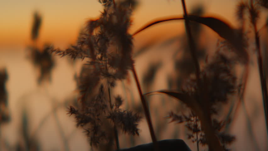A golden sunset sky glows behind the silhouetted shapes of tall reed grass, creating a peaceful and serene atmosphere