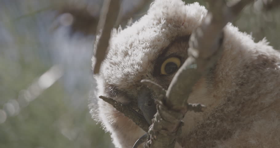 Baby great horned owl peeking through branches