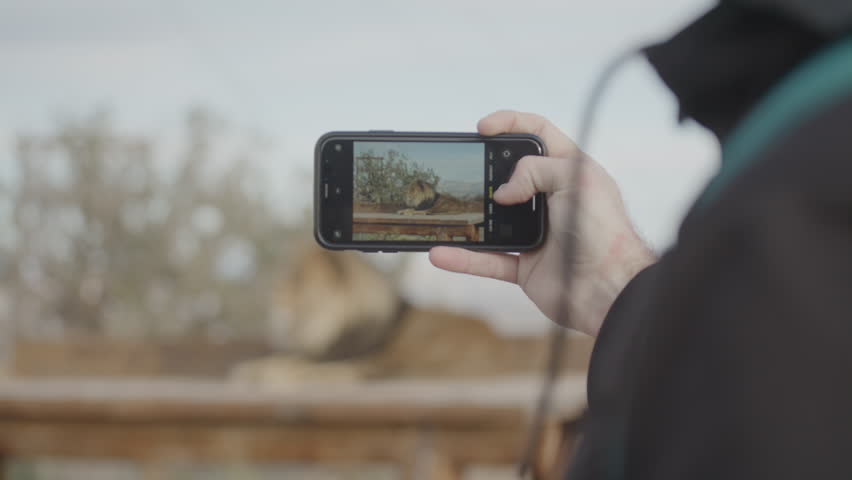 Photographing a zoo lion in captivity tourism
