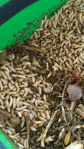 Black soldier fly larvae eat household organic waste. Maggot farming