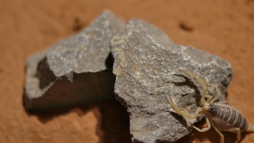 hairy desert scorpion crawls onto rock to look for prey slomo rear view