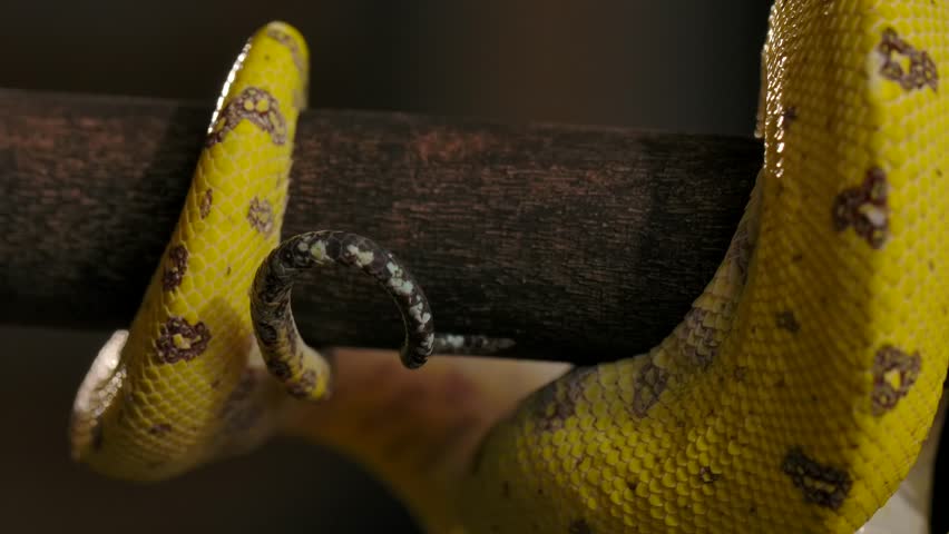 green python tail wrapped around branch details