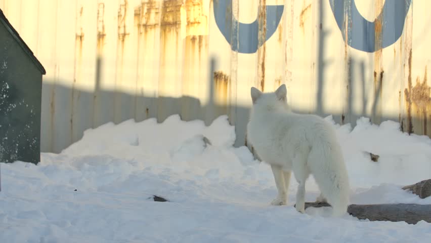 arctic fox running in backyard slomo winter
