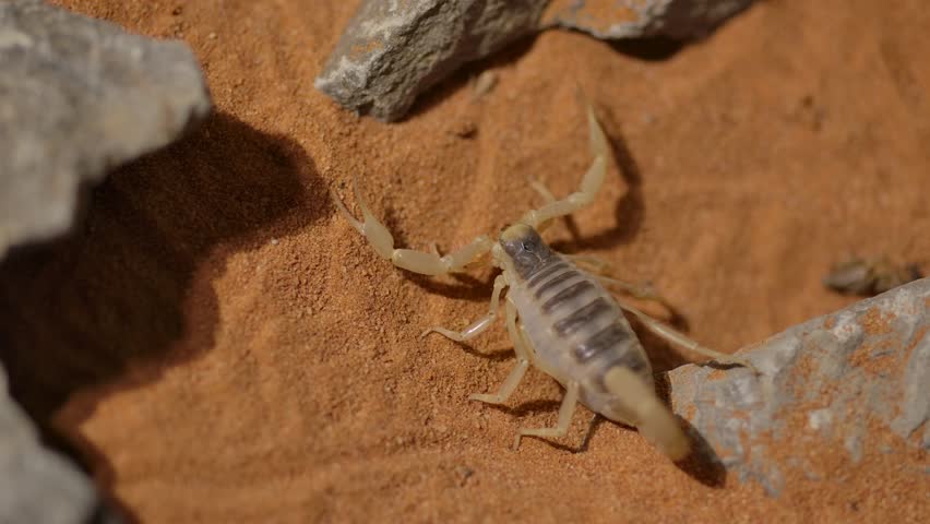 hairy desert scorpion walks over small rock macro closeup
