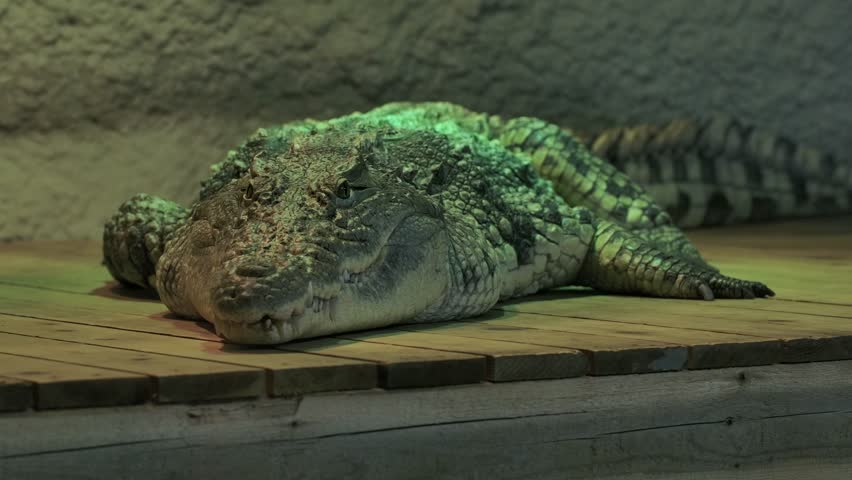 nile crocodile moves head as something gets its attention basking on dock